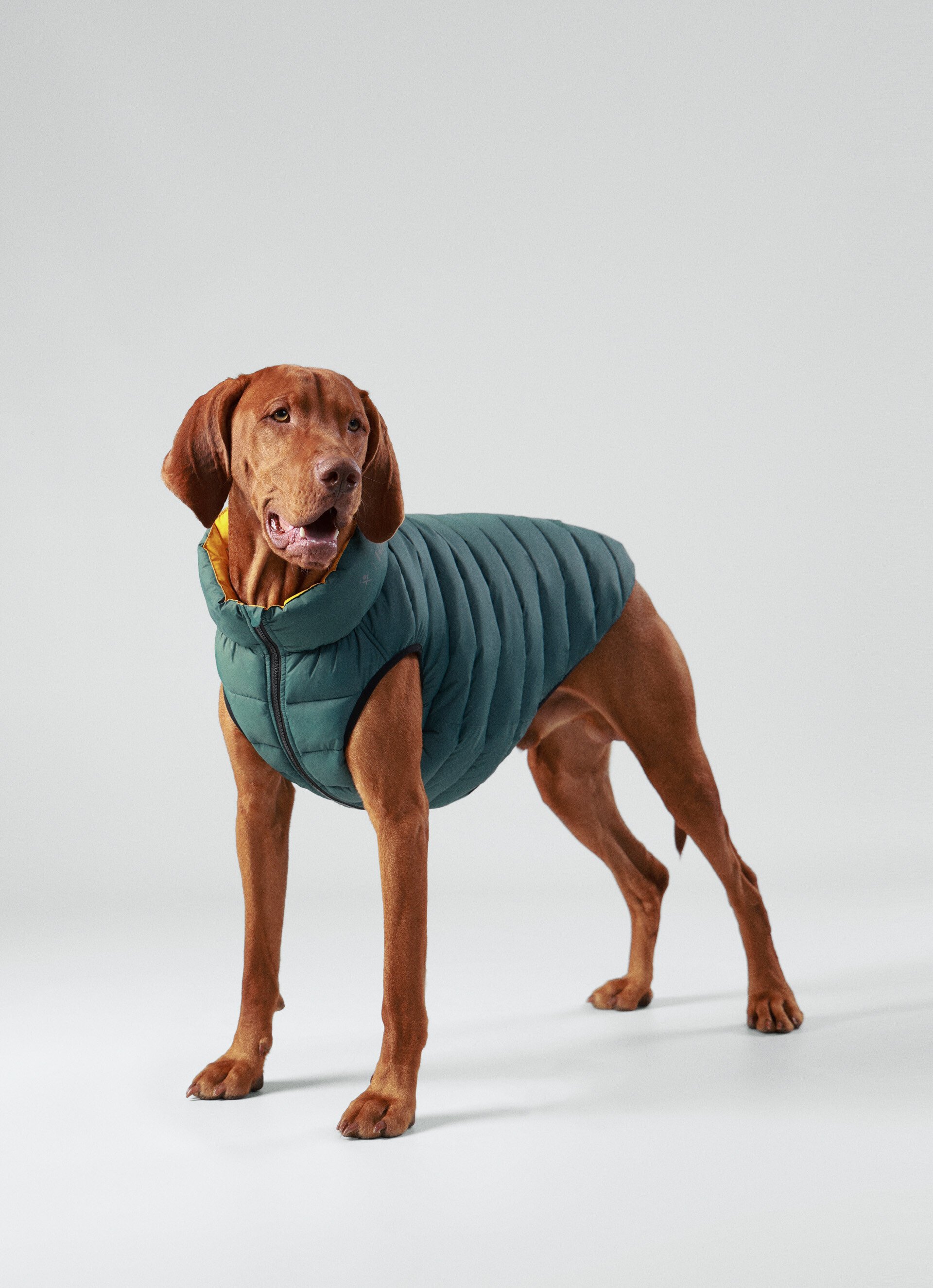 Ugg classic reversible clearance dog coat