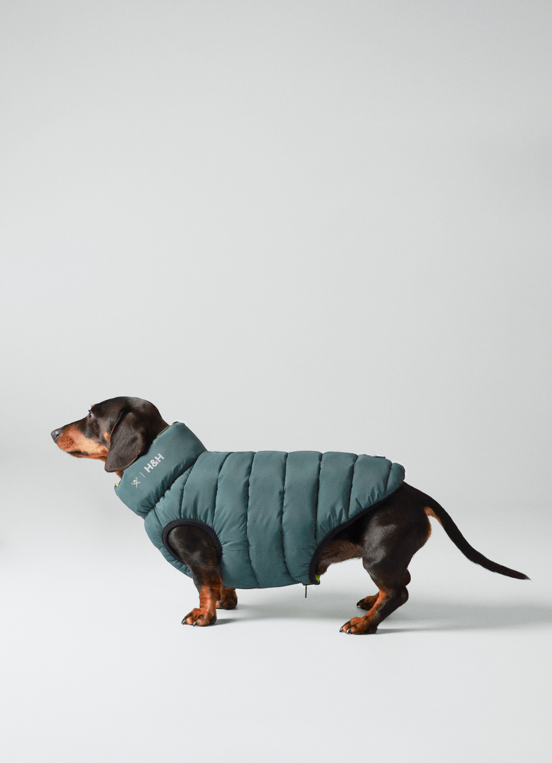 Dog 2024 bubble coat